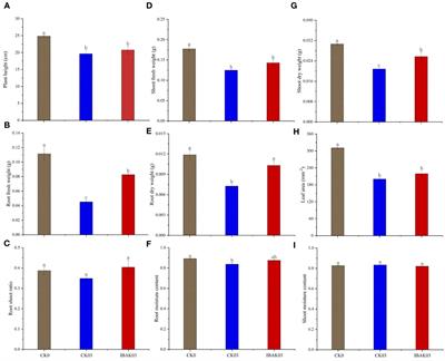 Potassium indole-3-butyric acid affects rice’s adaptability to salt stress by regulating carbon metabolism, transcription factor genes expression, and biosynthesis of secondary metabolites